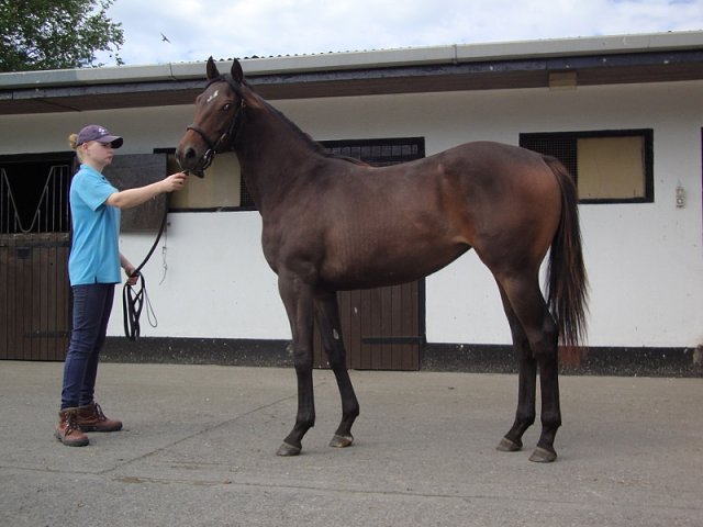 Miss Katie Mae second in Listed Race