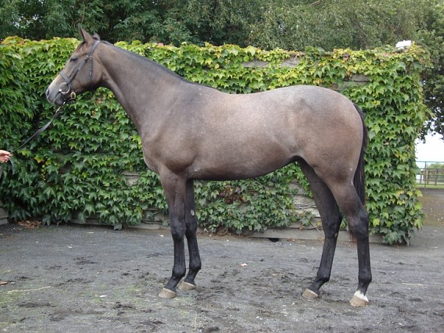 Mistress Viz third at Ayr