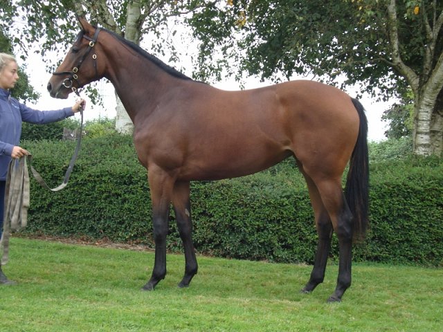 Mistrix third at Leicester on 20th July 2022