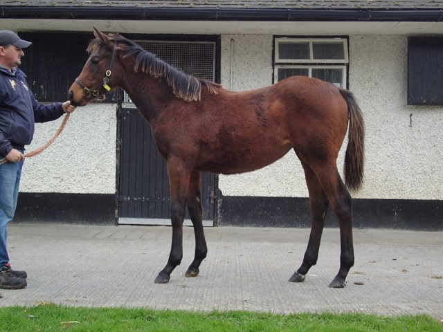 Mistrix second at Yarmouth on 21st August 2022