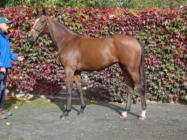 Moll Davis second at Newbury on 12th June 2020