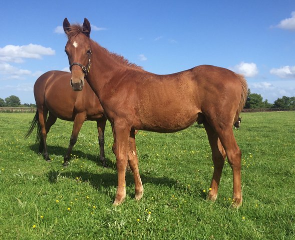 Moomba second at Newmarket on 27th June 2020