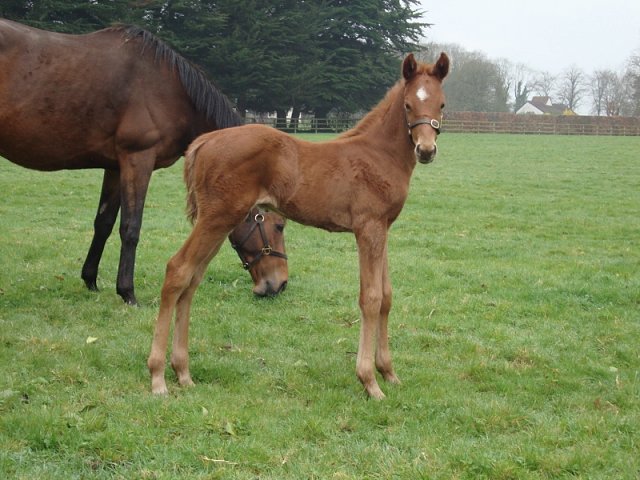 Moomba second at Goodwood on 31st July 2020