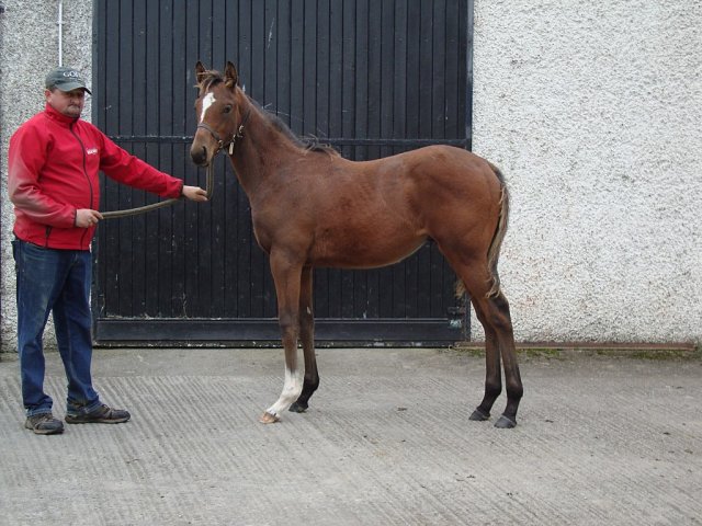 Mooney Vision wins at Pornichet, France on 25th March 2026