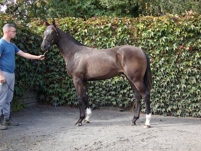 Moore Street Wise third at Roscommon on racecourse debut on 22nd June 2020
