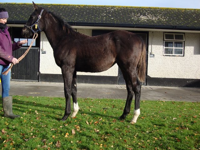 Moore Street Wise third at Roscommon on racecourse debut on 22nd June 2020