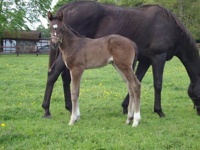 Moore Street Wise second at Golden Gate Fields on 3rd October 2021