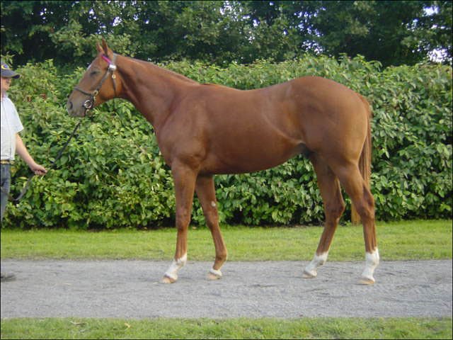 Moran Gra third at Naas