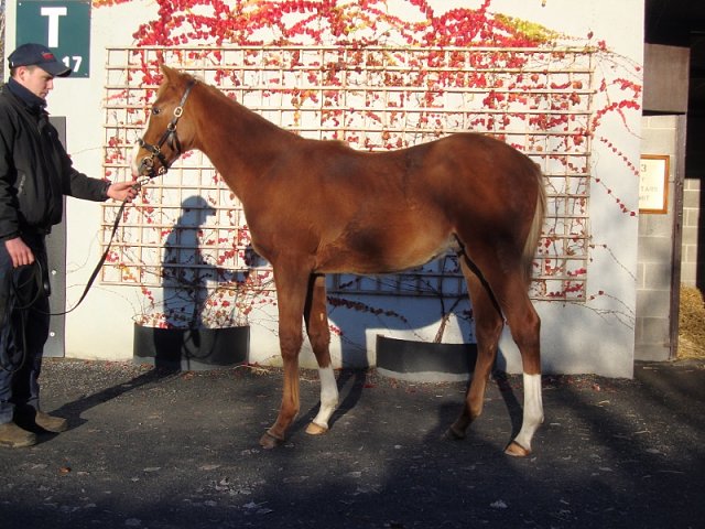Mount Hotham second at Clairefontaine on 15th July 2022