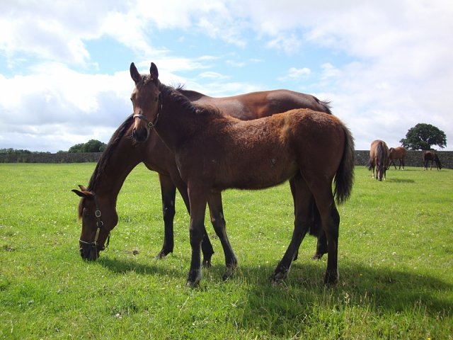 Mousebird wins at Wolverhampton on 21st August 2020