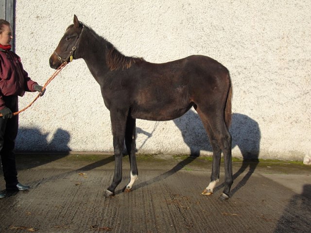 Mrs Fitzherbert third in Group 3 at Sandown on 20th August 2022
