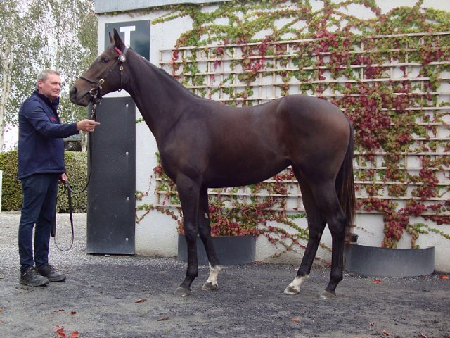 Mrs Fitzherbert third on racecourse debut at Nottingham on 14th October 2020