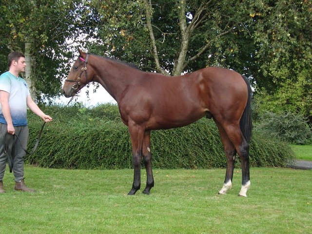 Myna second at Newbury on 17th May 2024