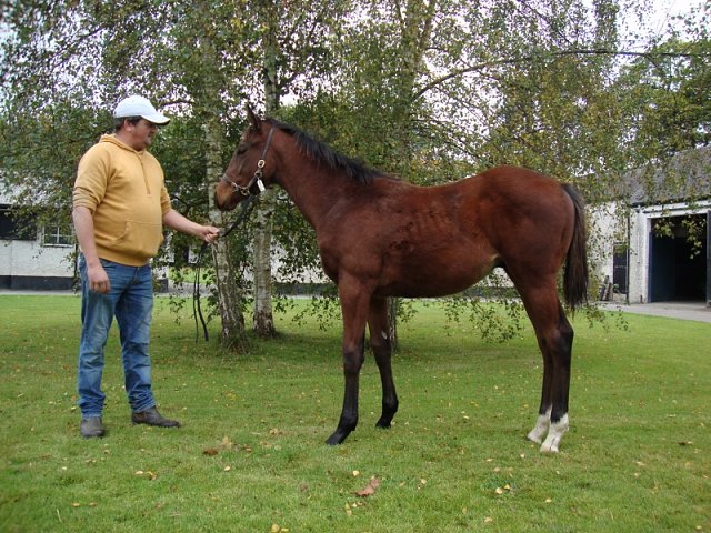 Myna second at Wolverhampton on 23rd February 2026