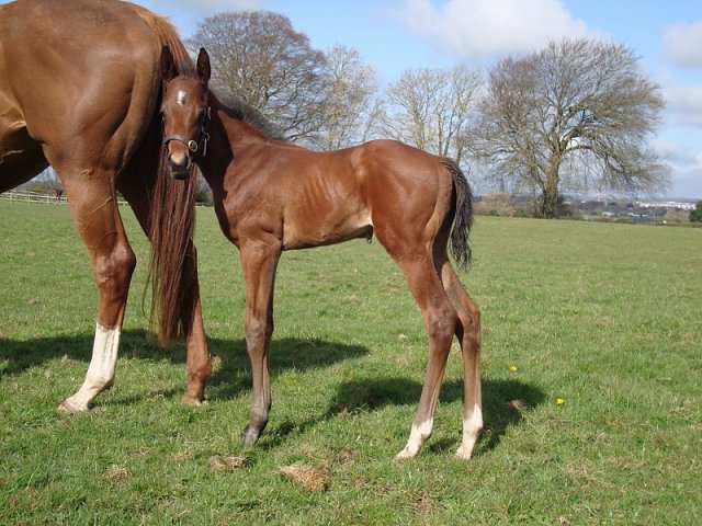 Myna wins at Lingfield on 21st January 2026