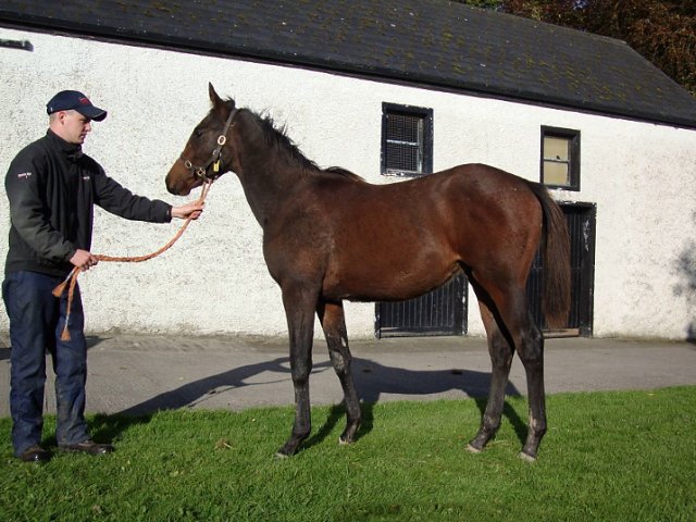 Neptune Legend second at Kempton on 4th September 2021