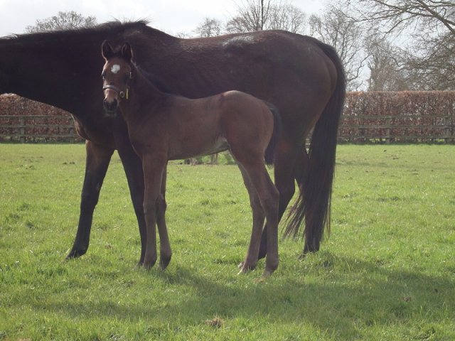 Neptune Legend second at Kempton on 4th September 2021