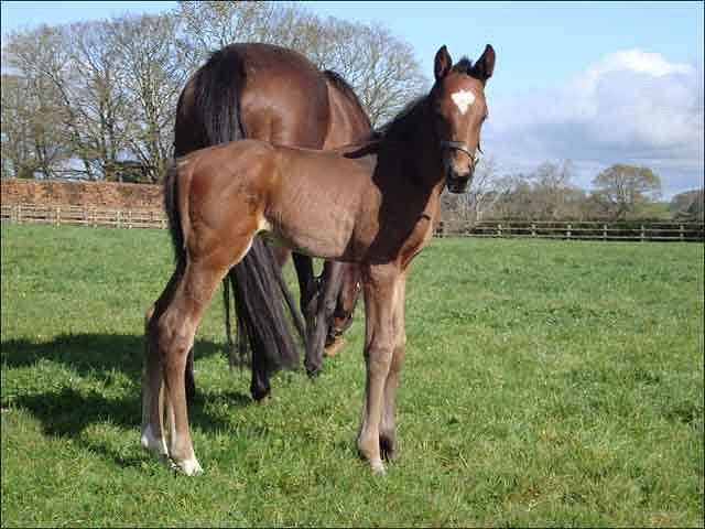 New Strategy third at Kempton