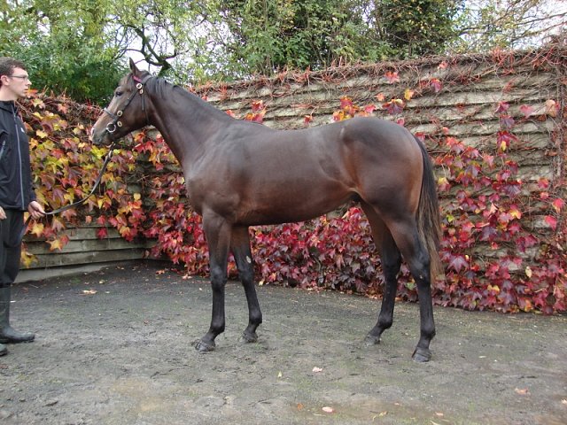Newbridge Sweety third in Rome on 10th May 2022
