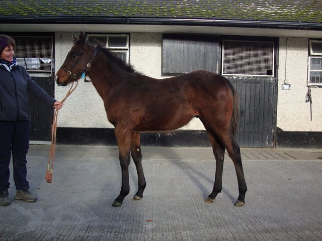 Newbridge Sweety third in Rome on 10th May 2022