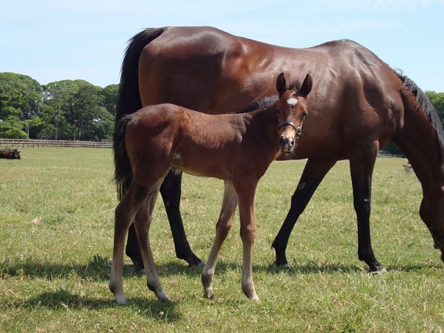 Newbridge Sweety third in Rome on 10th May 2022