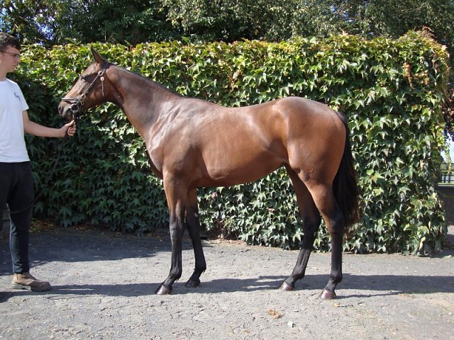 Nurse Barbara wins on her racecourse debut on 1st September 2019