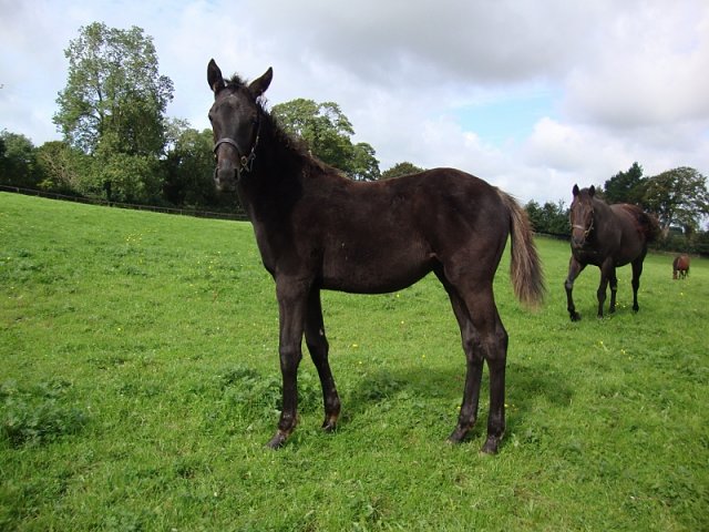 Orologio wins at Pisa on 26th January 2025