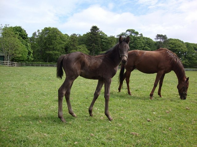 Orologio wins at Pisa on 2nd November 2024