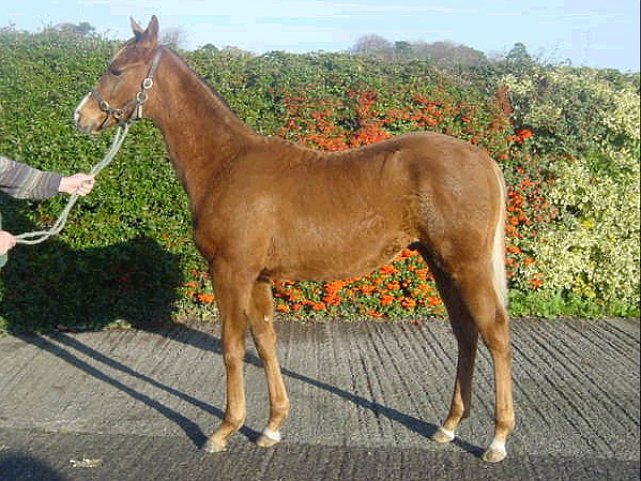 Osteopathic Remedy third at Thirsk