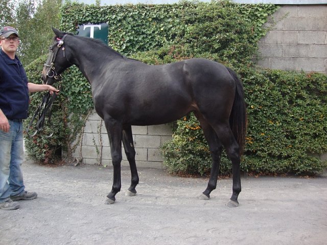 Palmones second at Roscommon