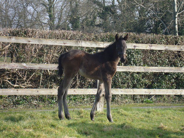 Palmones third at Galway