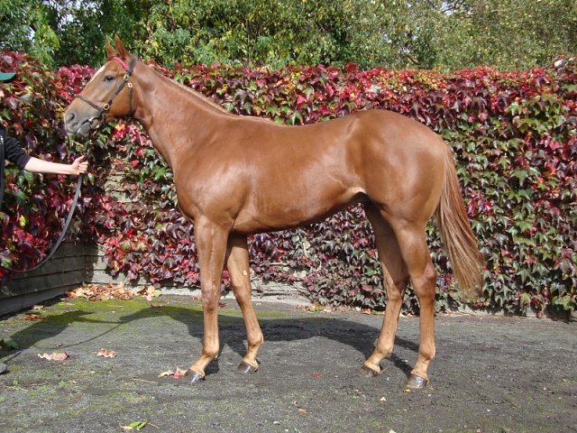Parkers Hill second at Dundalk on 2nd September 2021
