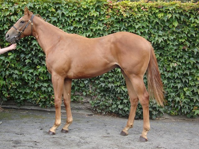 Parkers Hill second at Limerick on 7th July 2019
