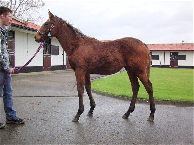 Pearl of Africa third in Group 2 at Meydan