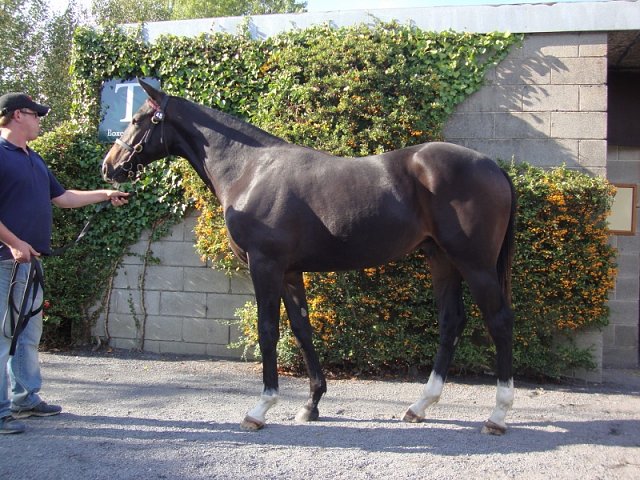Pincheck wins at Leopardstown
