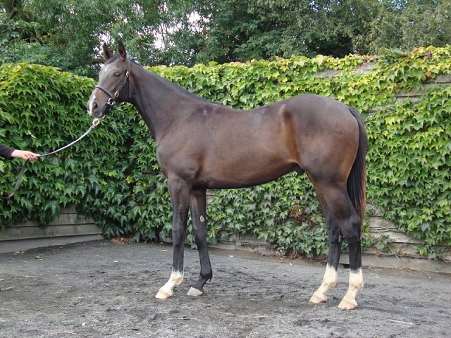 Pincheck second at Roscommon