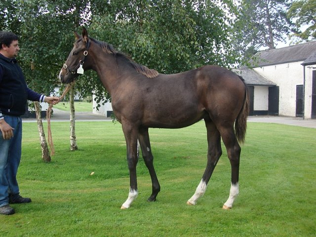 Pincheck third at Gowran Park