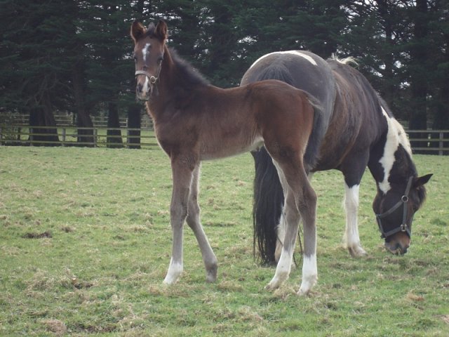 Pincheck second in Listed Race at Cork on 1st October 2019