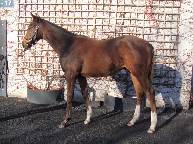 Qetaifan wins at Chester on 13th August 2024