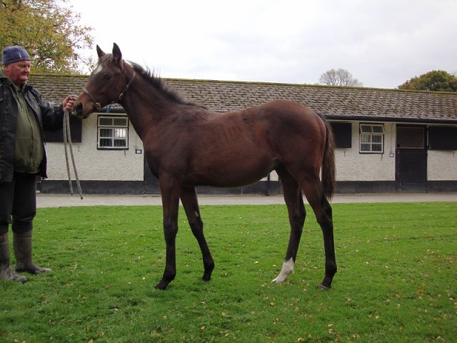 Quantum Impact second at Newmarket on 15th July 2023