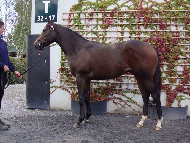 Quarantine Dreams wins at Leeton, Australia on 26th April 2025