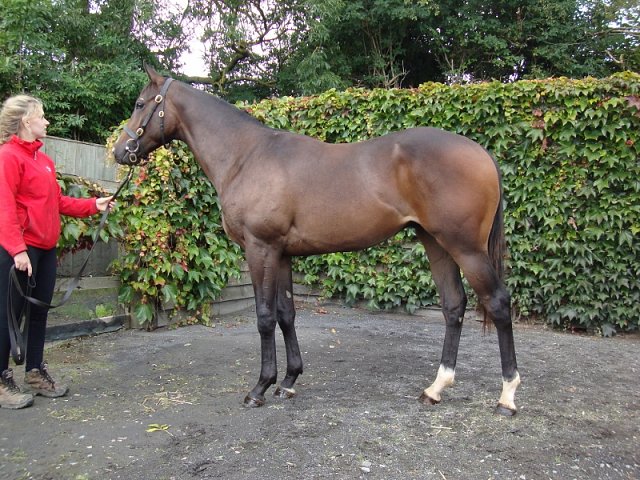 Quarantine Dreams second at Eagle Farm, Australia on Saturday 17th February 2024