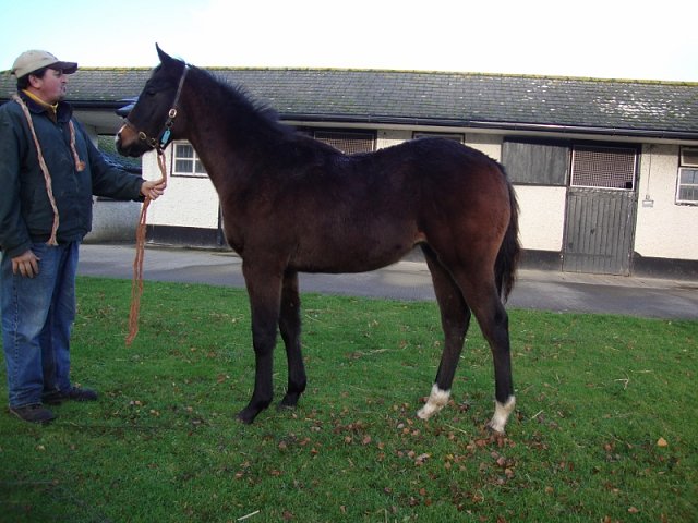 Quarantine Dreams third in Listed Race on 26th June 2021