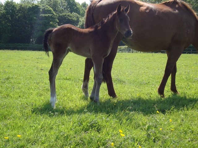 Quarantine Dreams third in Listed Race on 26th June 2021