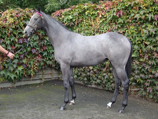 Quatrain third at Dundalk on 1st November 2024