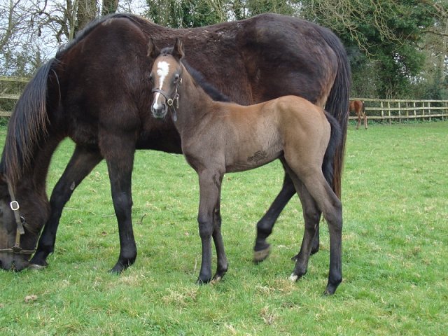 Quatrain third at Dundalk on 29th November 2024