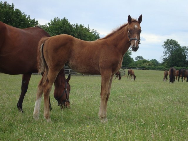 Quicksand third at Newbury on racecourse debut on 20th April 2018