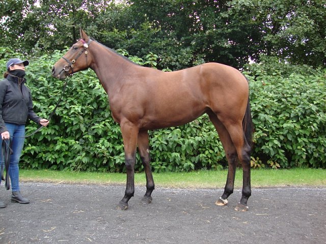 Rayita third on racecourse debut