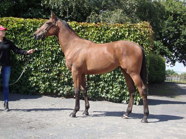 Rayita third on racecourse debut