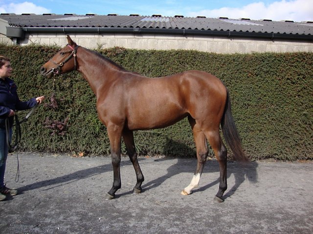 Red Lark third at Del Mar on 12th July 2020
